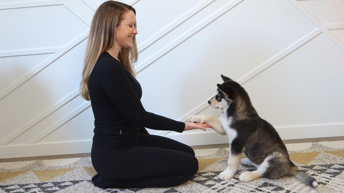 Puppy giving paw shake