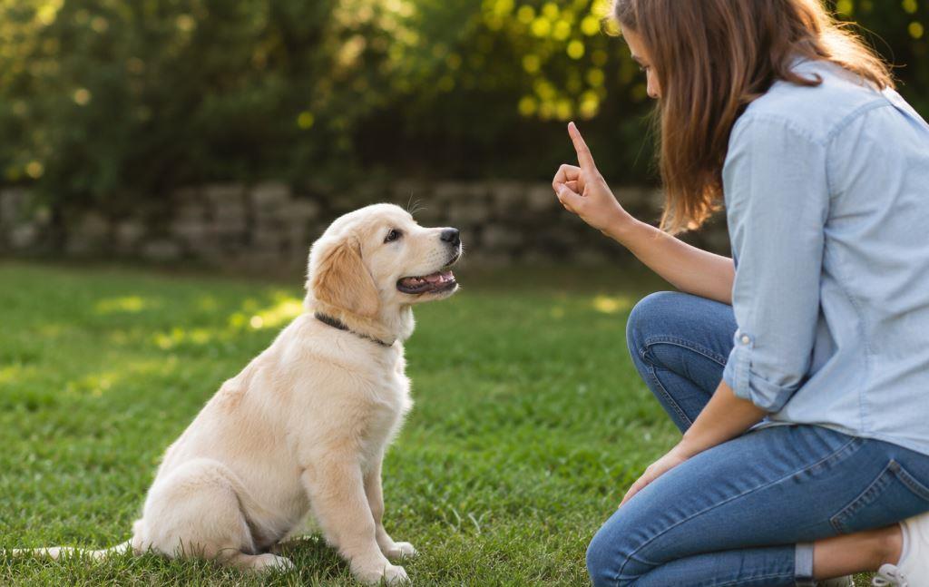Puppy Commands Training Guide for Better Behavior