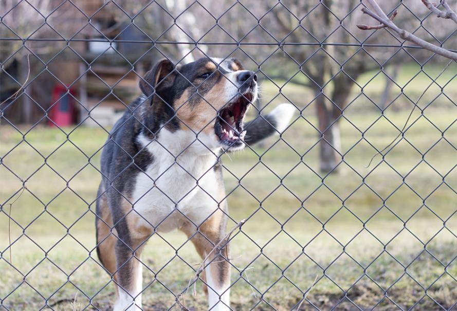 Dog guarding yard fence barking