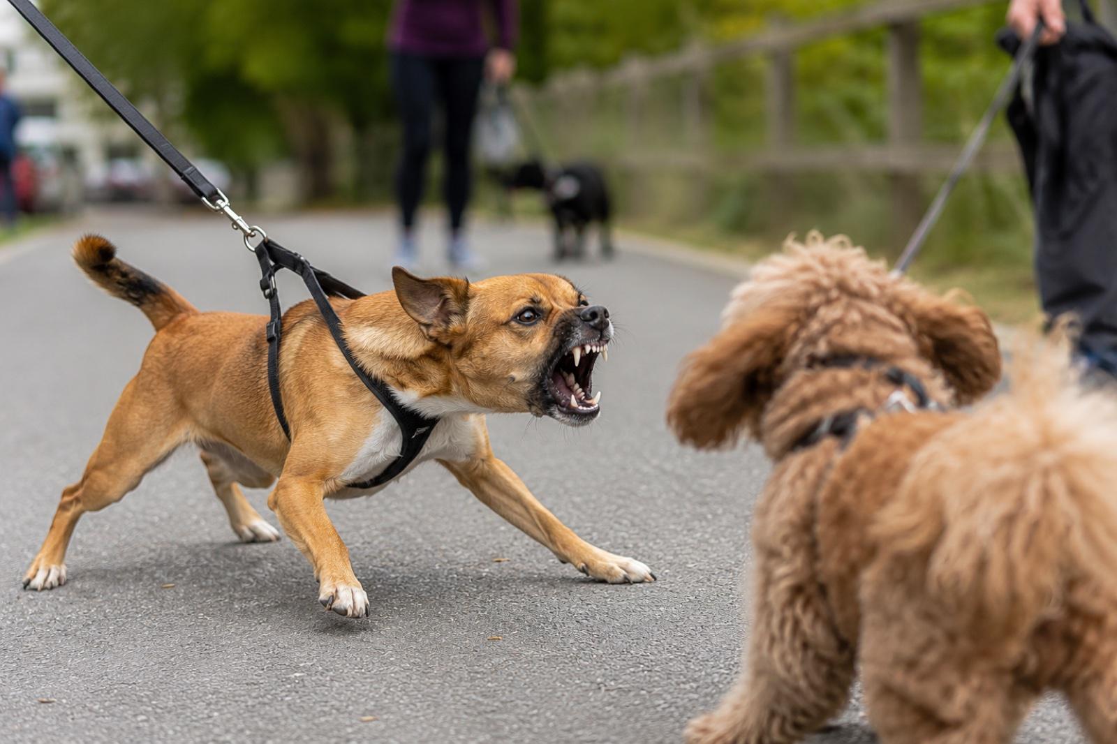Reactive dog barking on leash