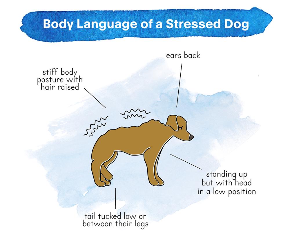 Dog showing early stress signals