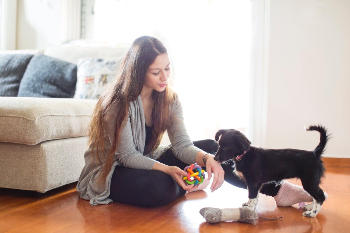 Puppy switching between toys and owner