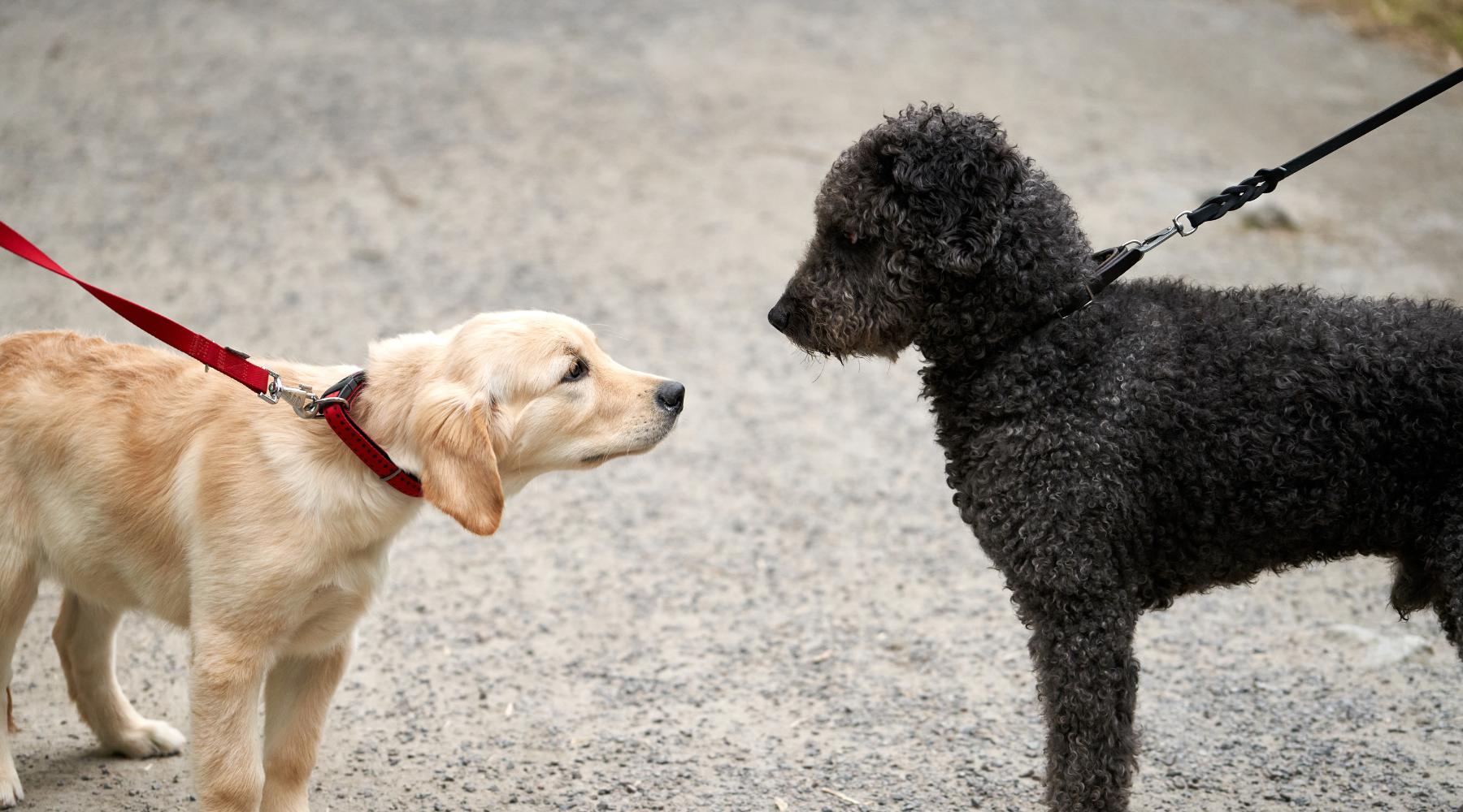 Dog calmly passing another dog
