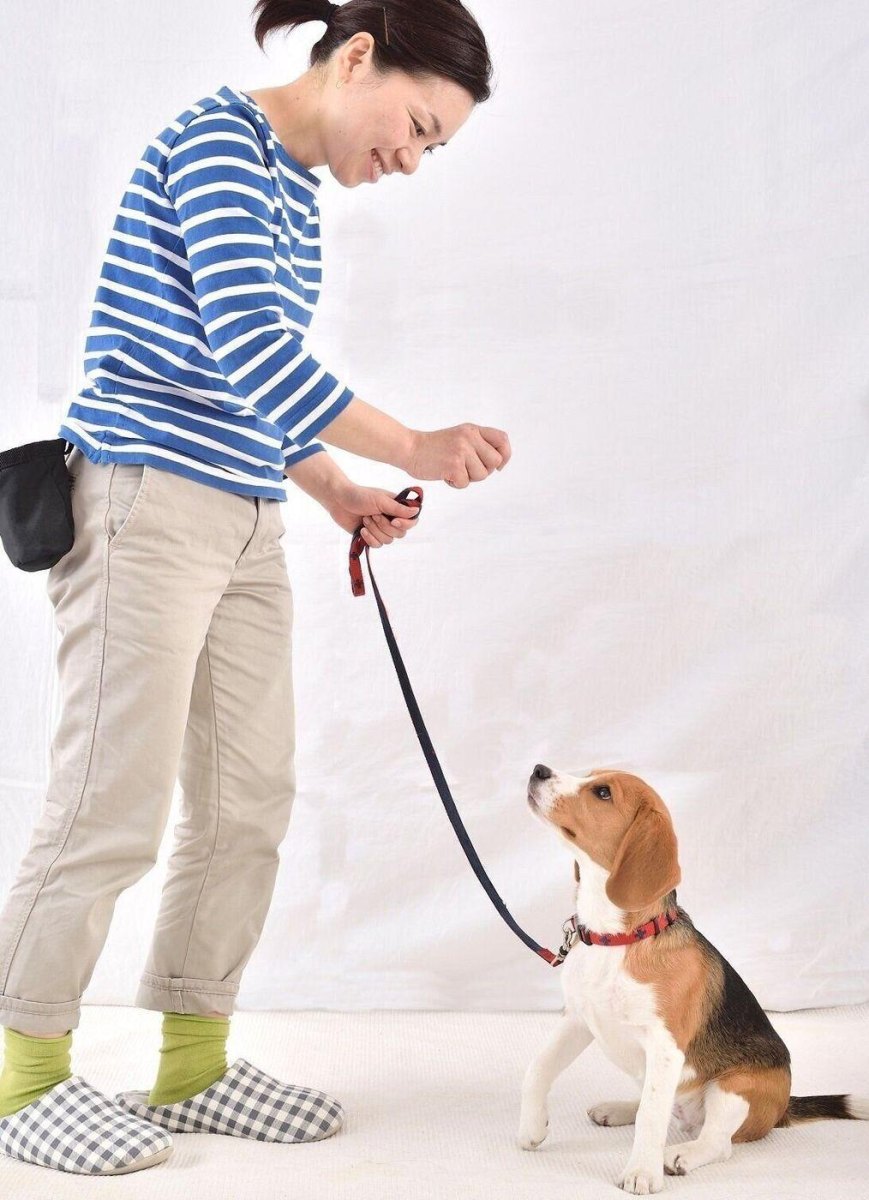 Puppy focusing on owner