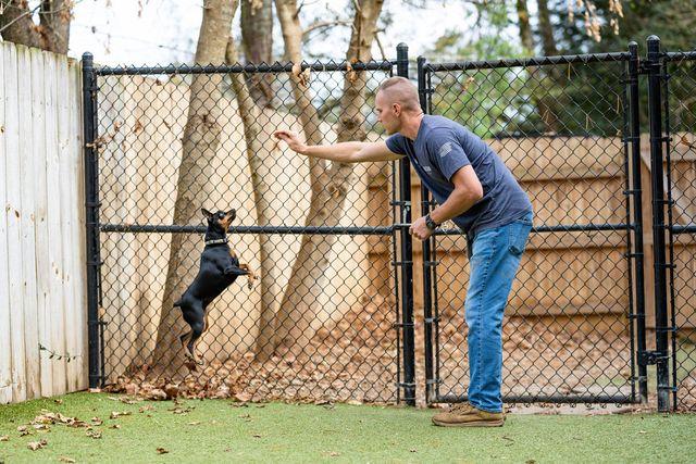 Dog training beside backyard fence