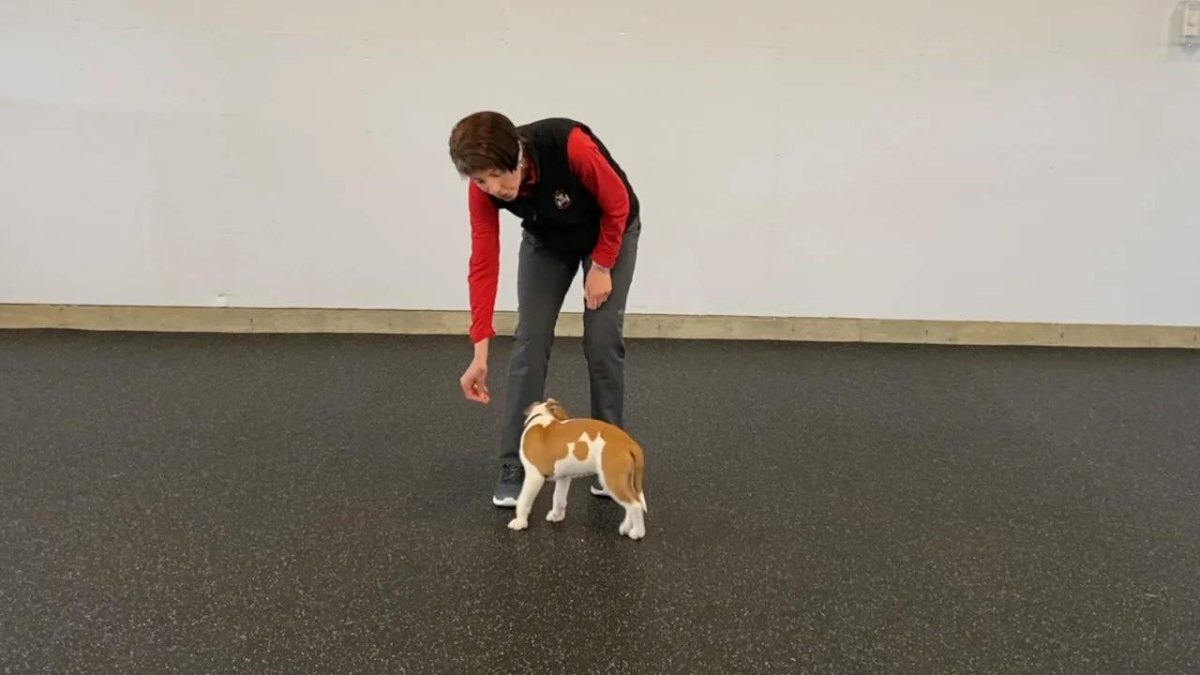 Puppy spinning trick