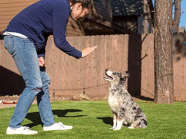 Puppy practicing stay command