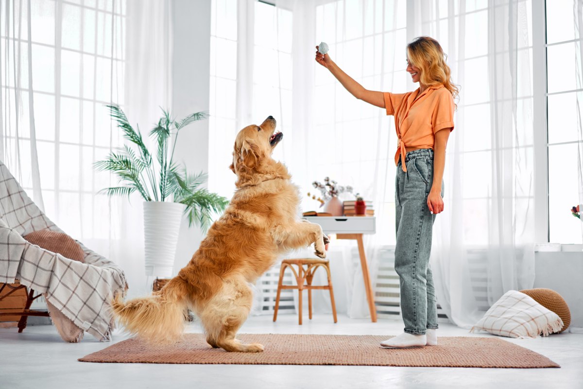 Dog learning tricks indoors