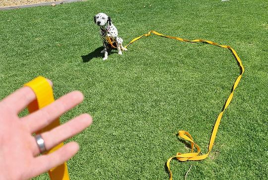 Dog training with long line leash
