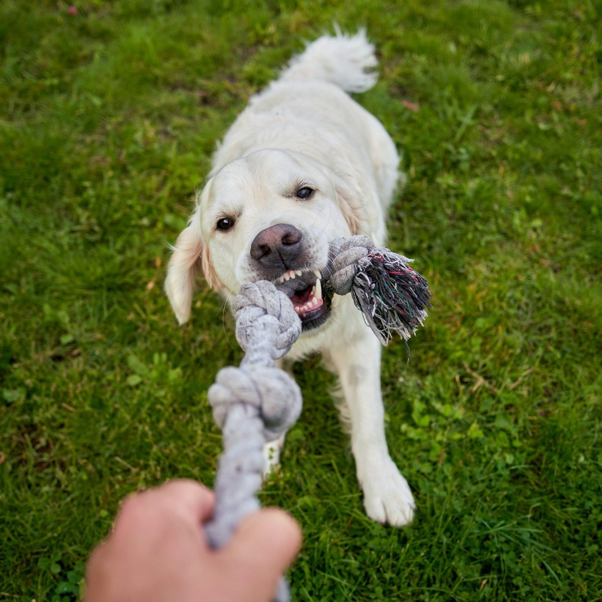 Dog playing tug of war