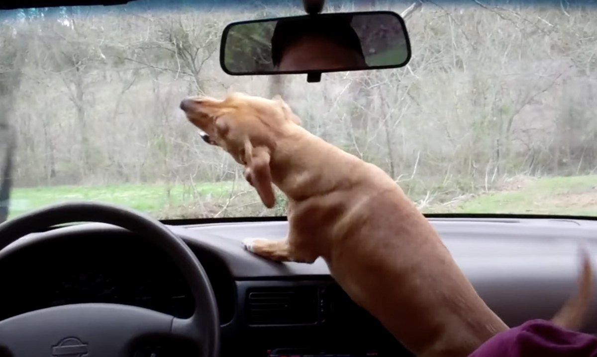 Stop Dog Barking at Windshield Wipers With Calm Training