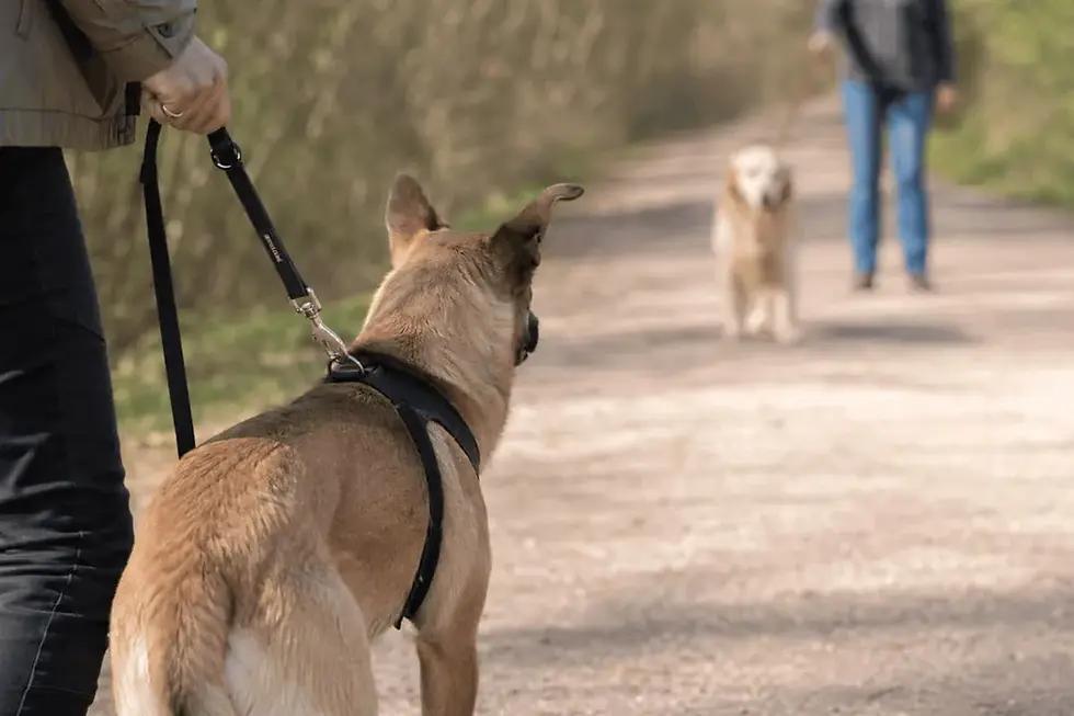 Dog Reactivity Distance Zones: Understanding Your Dog’s Comfort