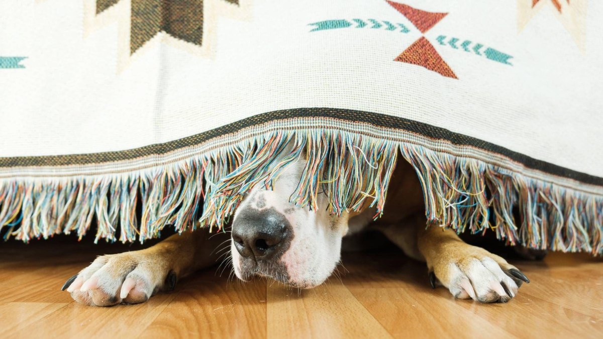 Crate Training for Anxious Dogs That Builds Real Comfort