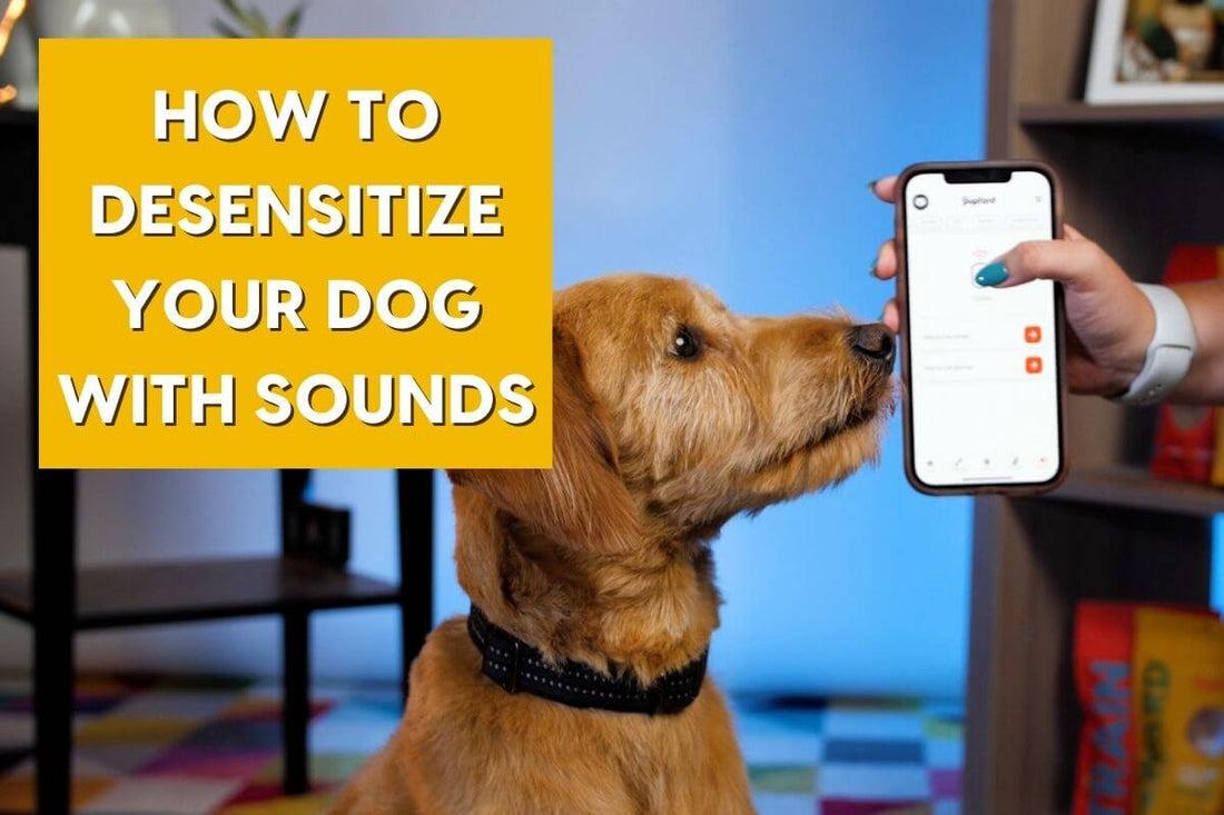Dog desensitization training