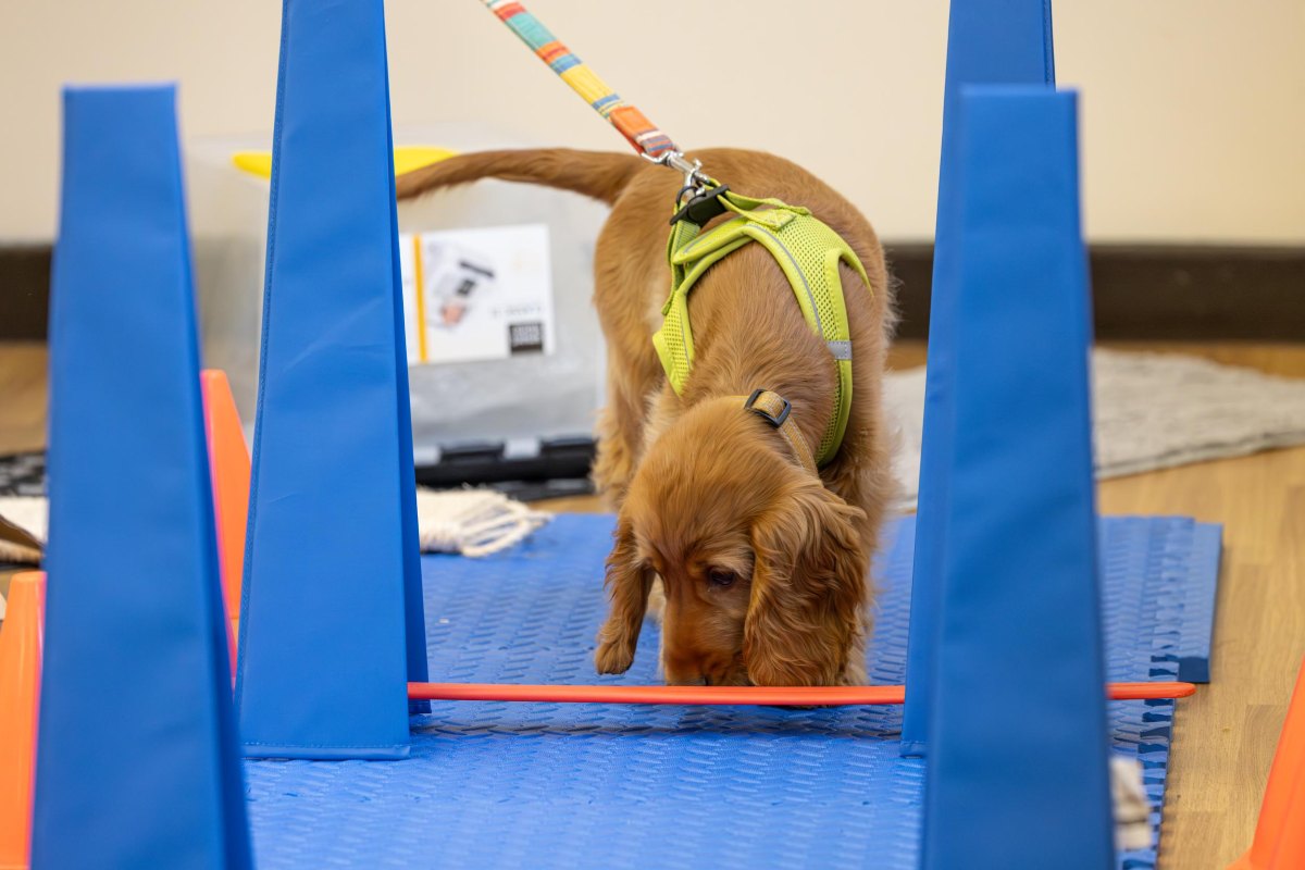 Puppy exploring confidence obstacle course