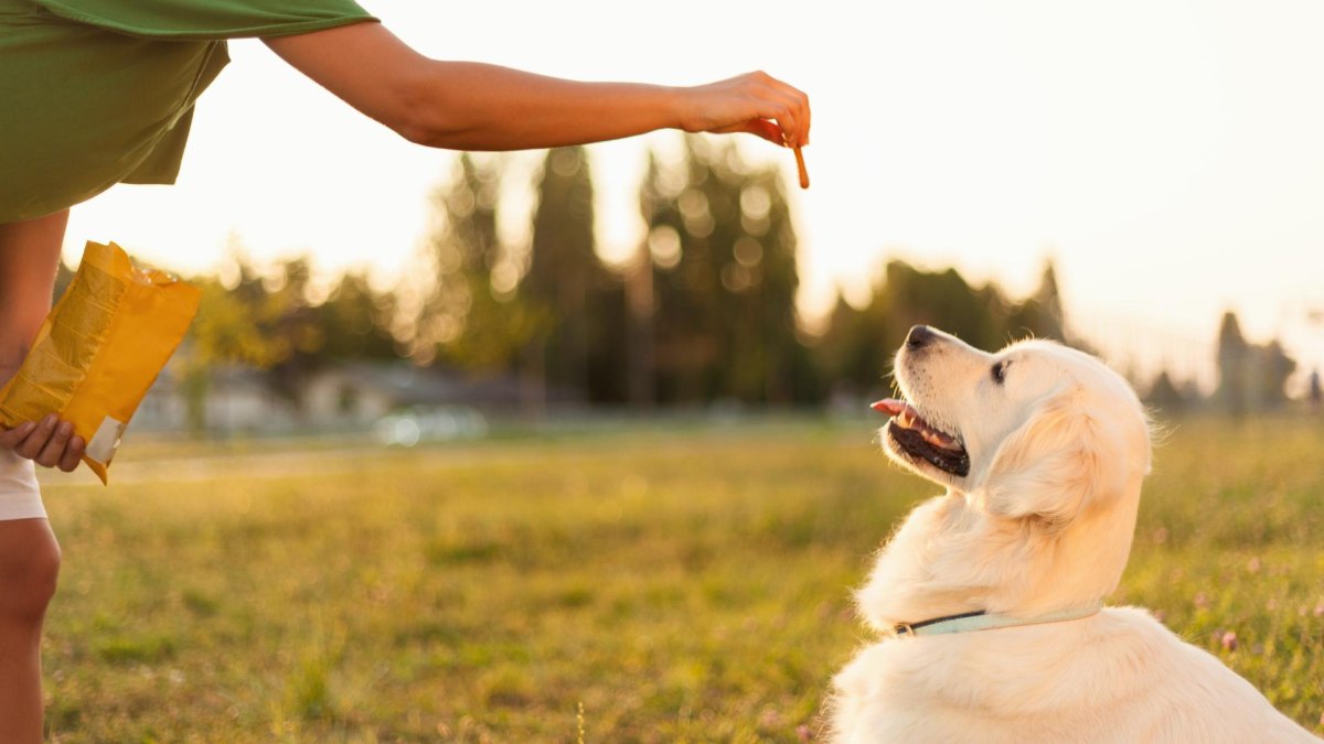 Dog receiving treats during positive recall training