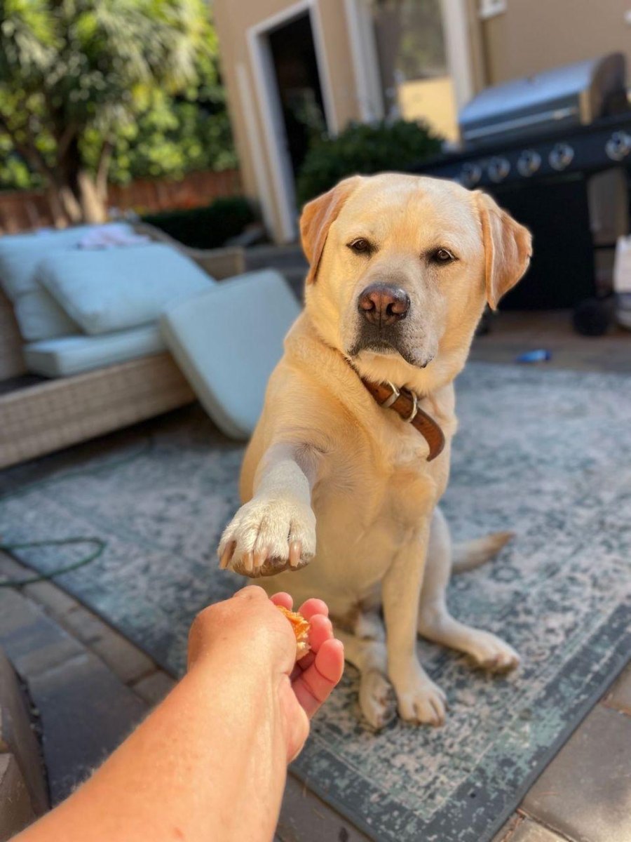 Dog lifting paw for treat reward