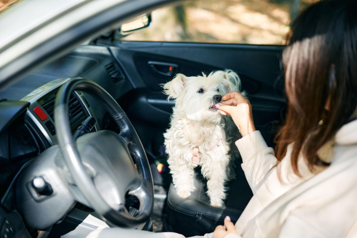 Owner rewarding calm dog in vehicle