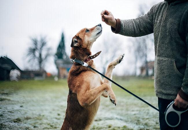 Dog reaching for treat during training