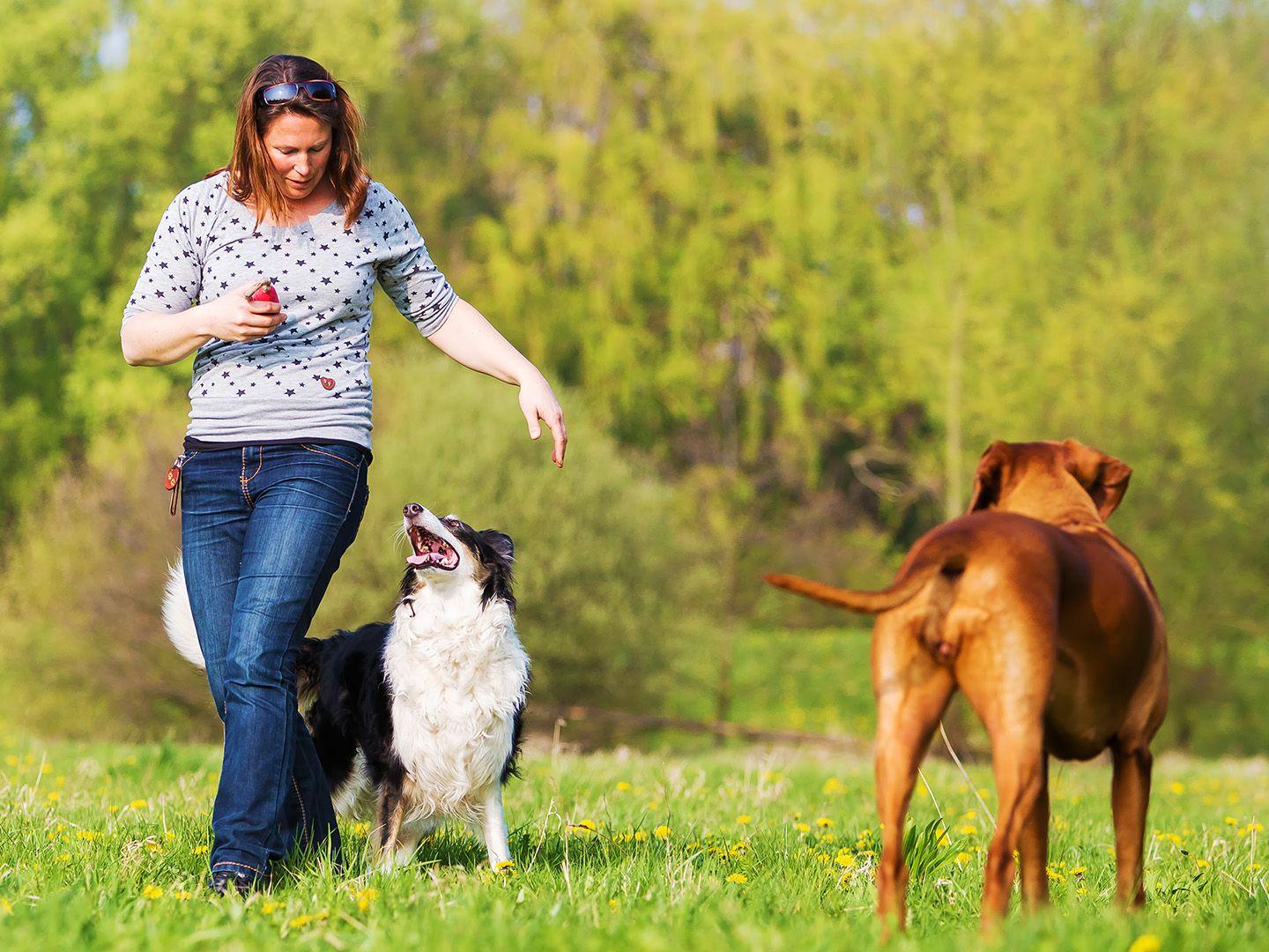 Dog receiving treats during training