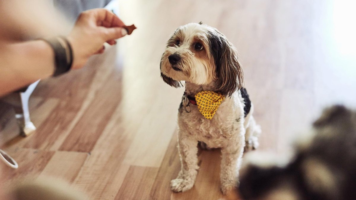 Dog choosing a training treat