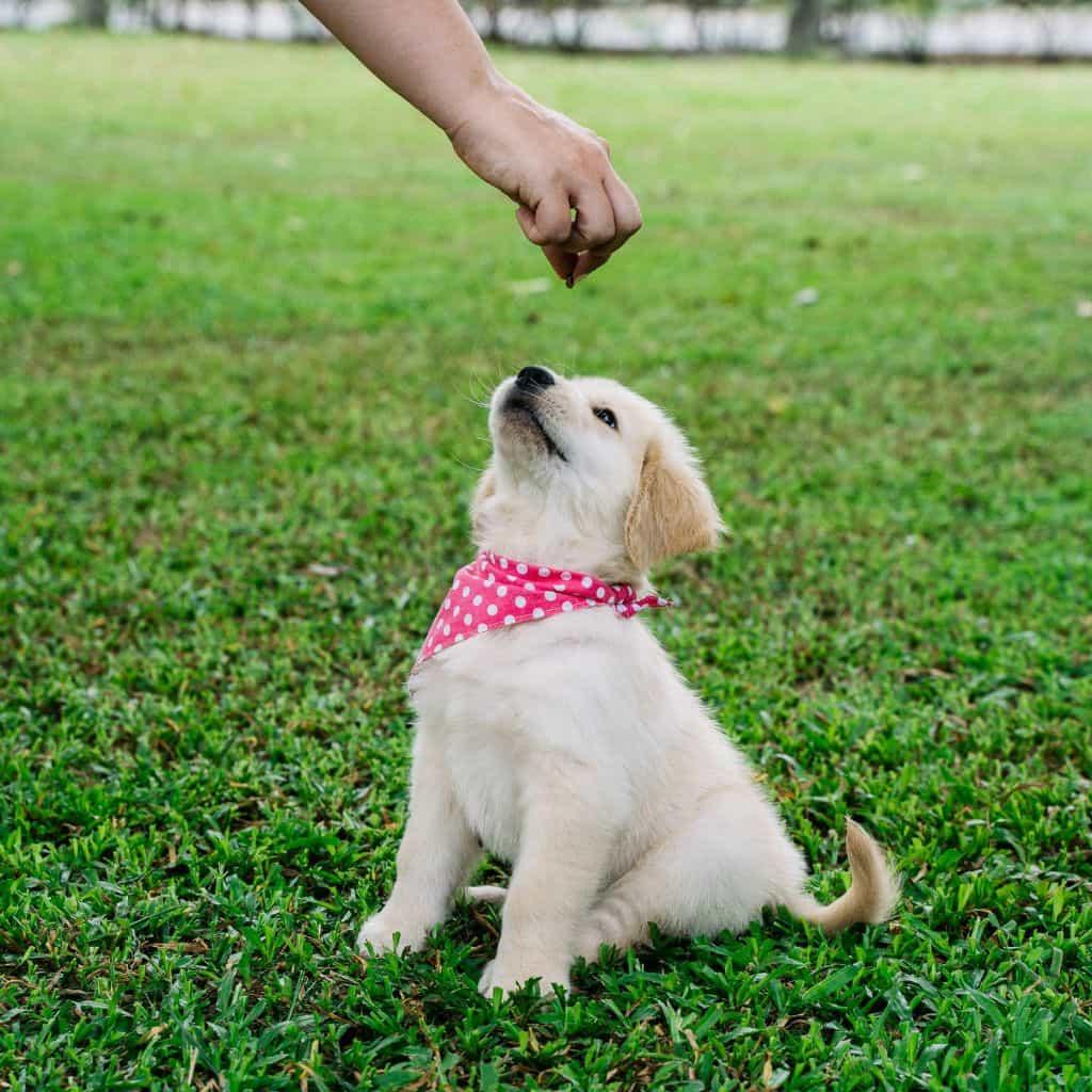 Puppy receiving treat during training