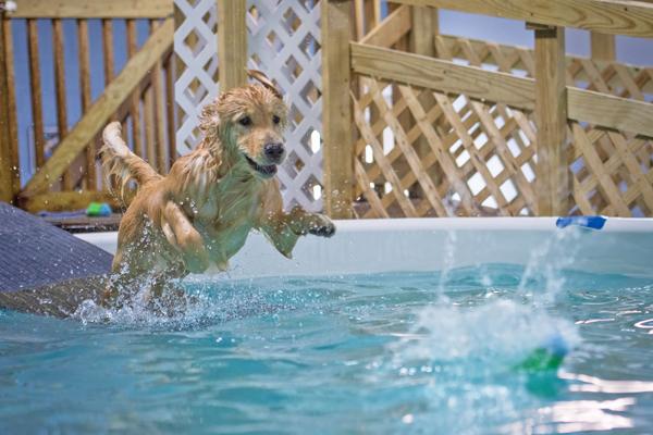 Dog playing in water pool