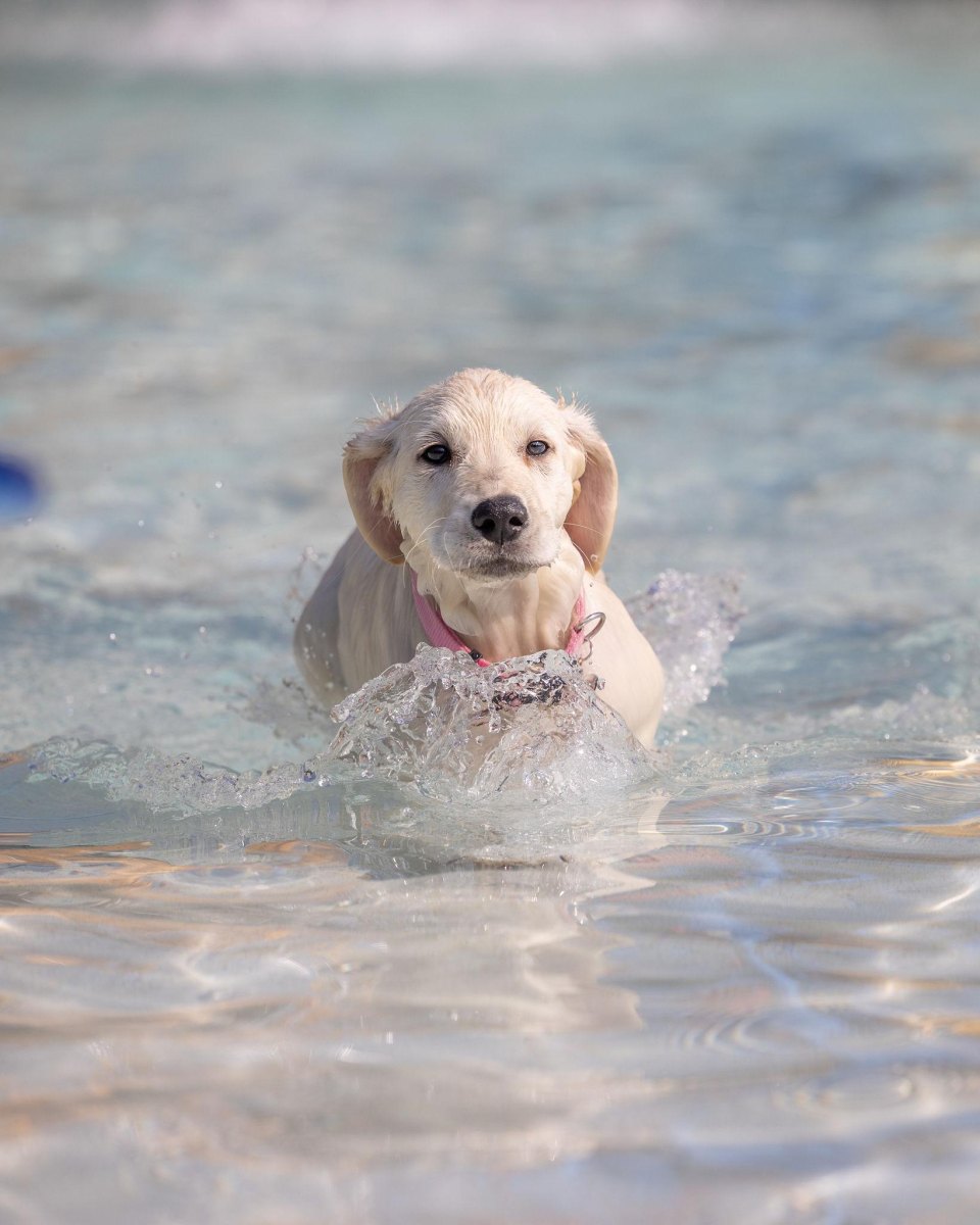 Puppy playing in water