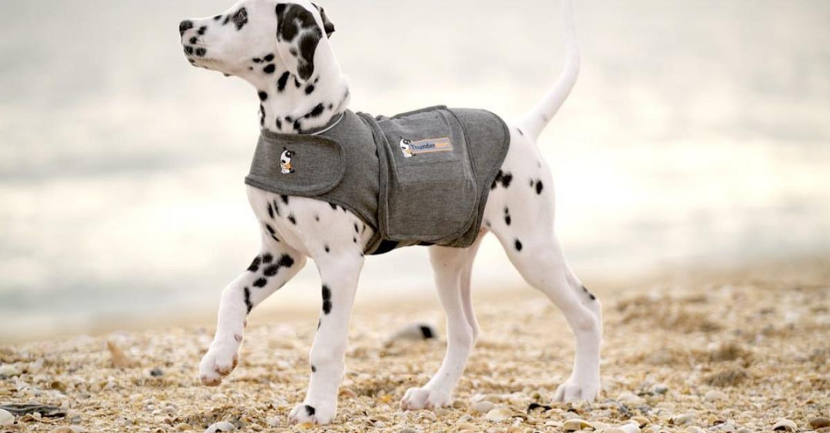 Dog wearing anxiety vest on comfortable walk