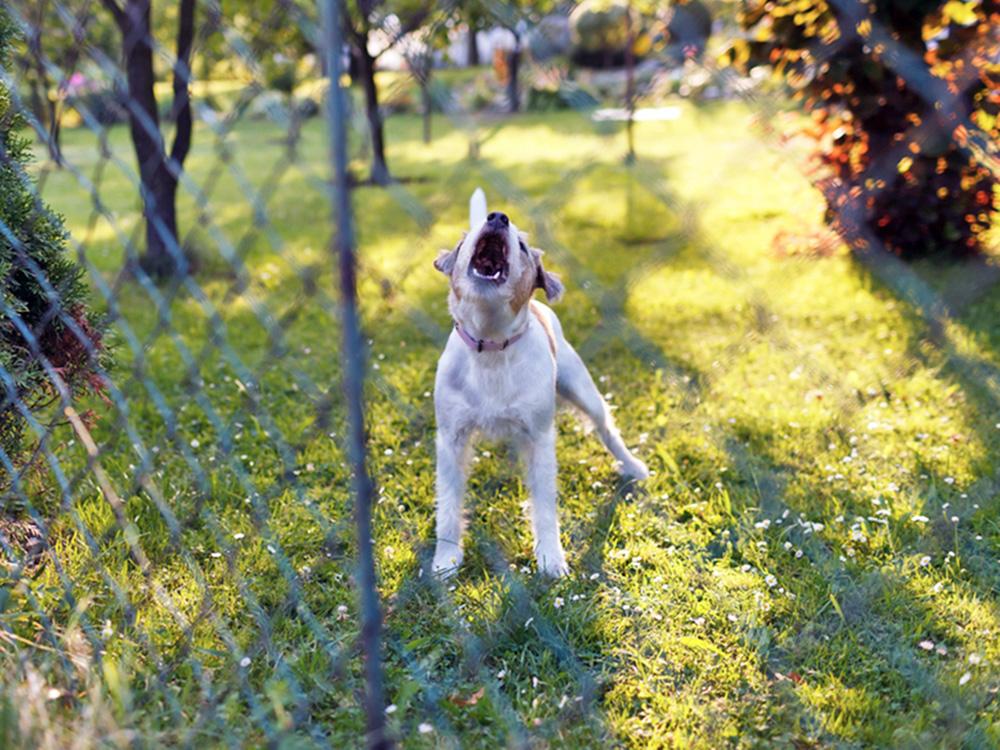 Dog Barking Through Fence: Causes and Training Solutions