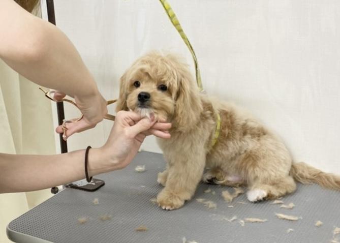 Puppy biting during grooming session