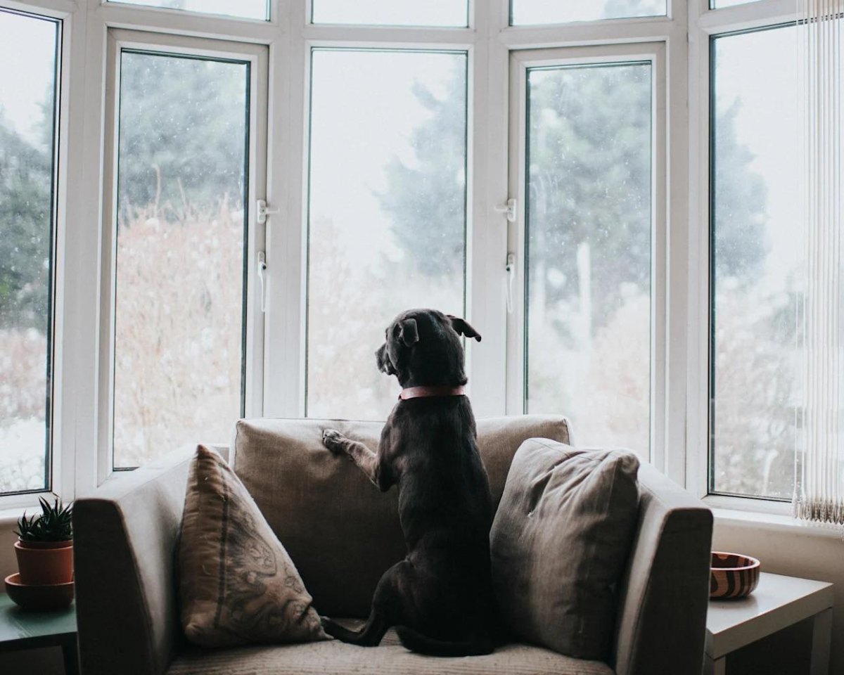 Dog watching window indoors